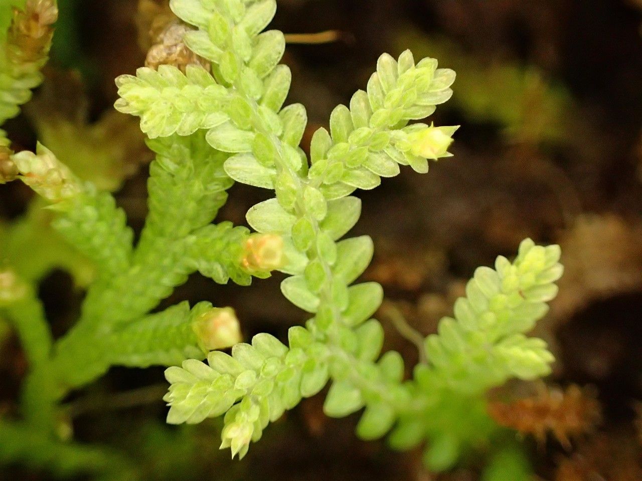 Selaginella tenuissima habit