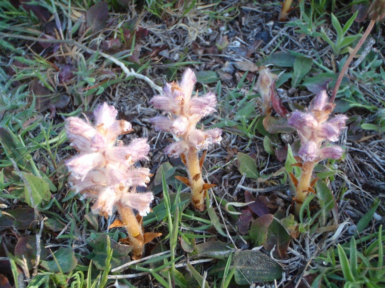 Orobanche pubescens habit