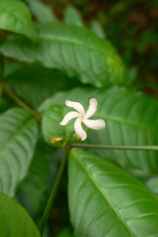 Stenosolen heterophyllus flower