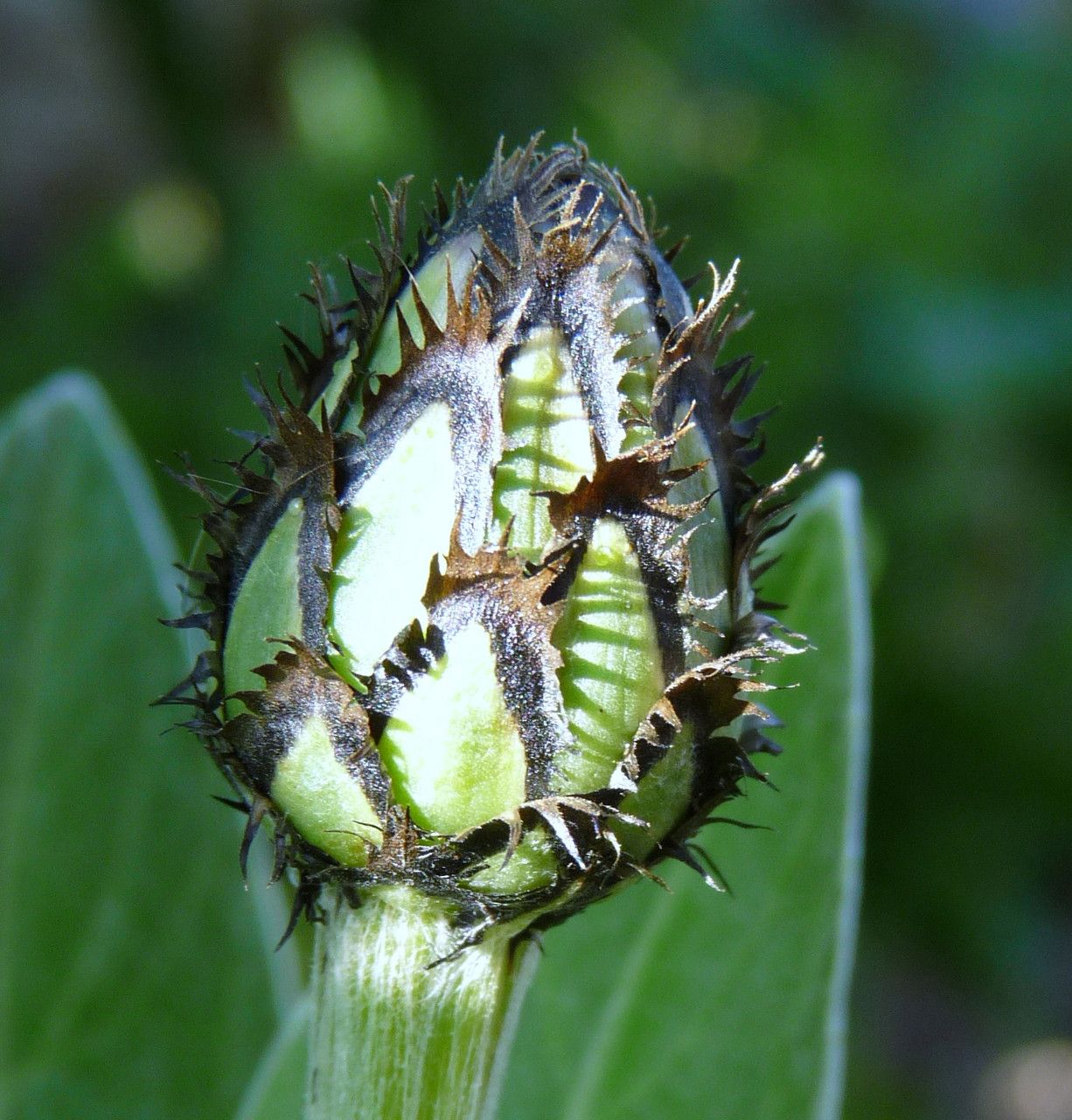 Centaurea montana fruit