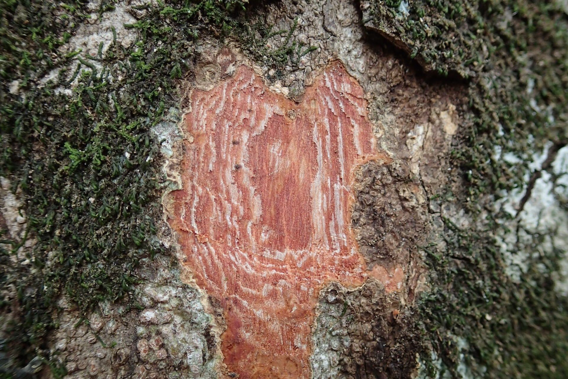 Alectryon carinatus bark