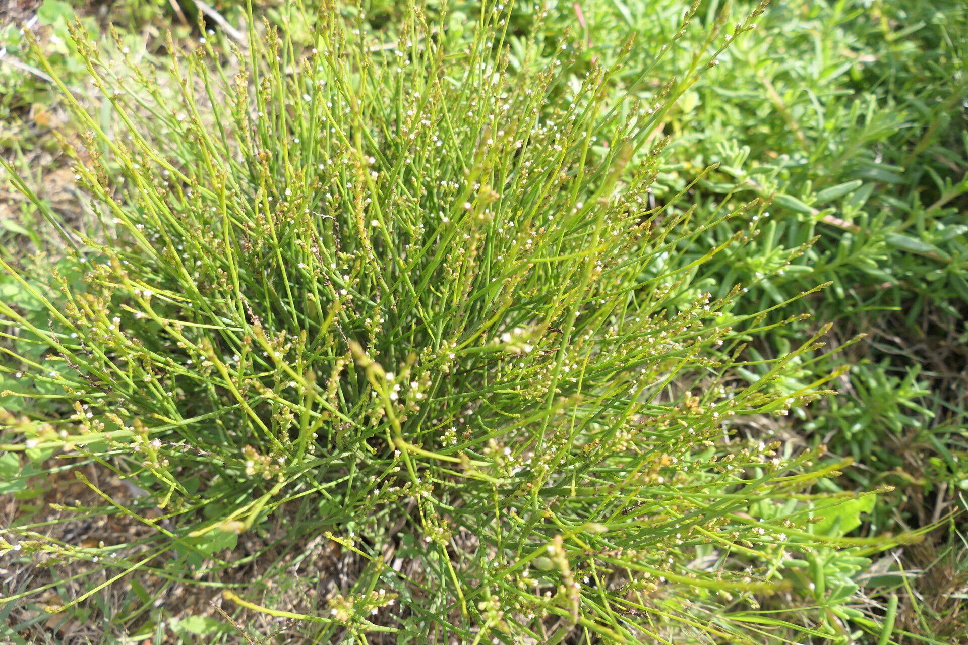 Thesium strictum habit