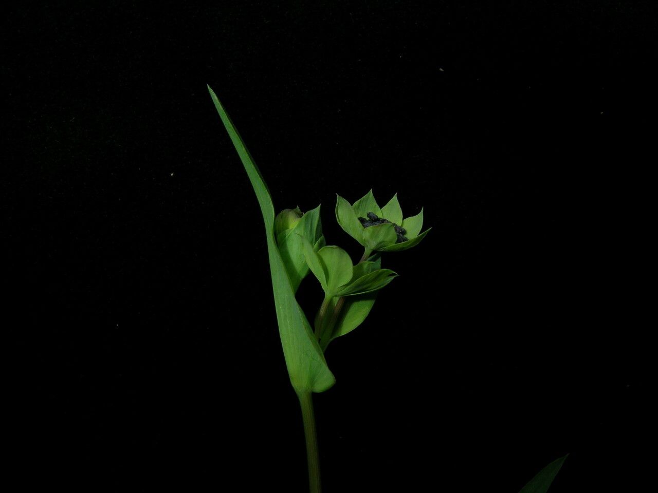 Bupleurum rupestre — search result for 'Bupleurum'