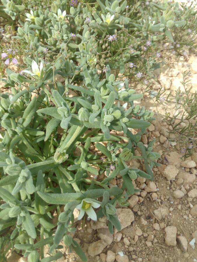 Aizoon hispanicum — related species from the same genus