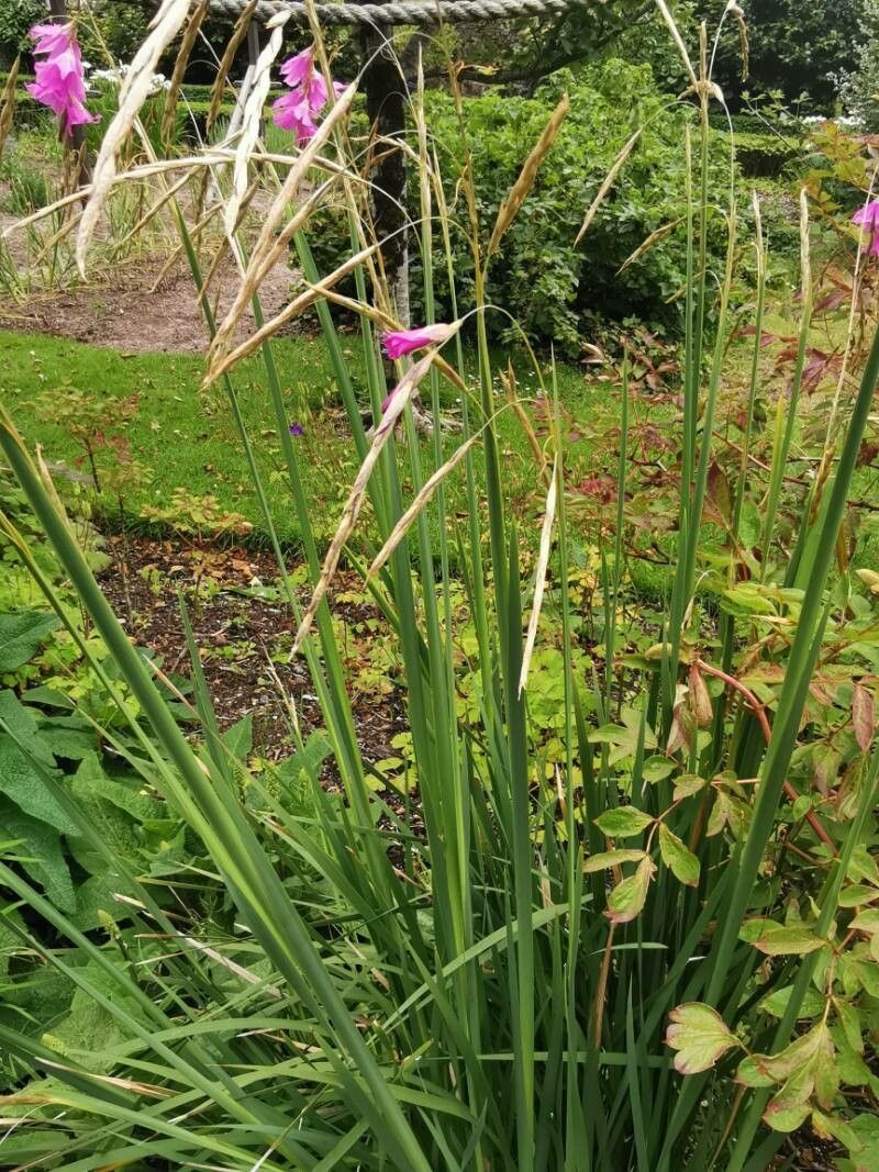 Dierama dracomontanum — related species from the same genus