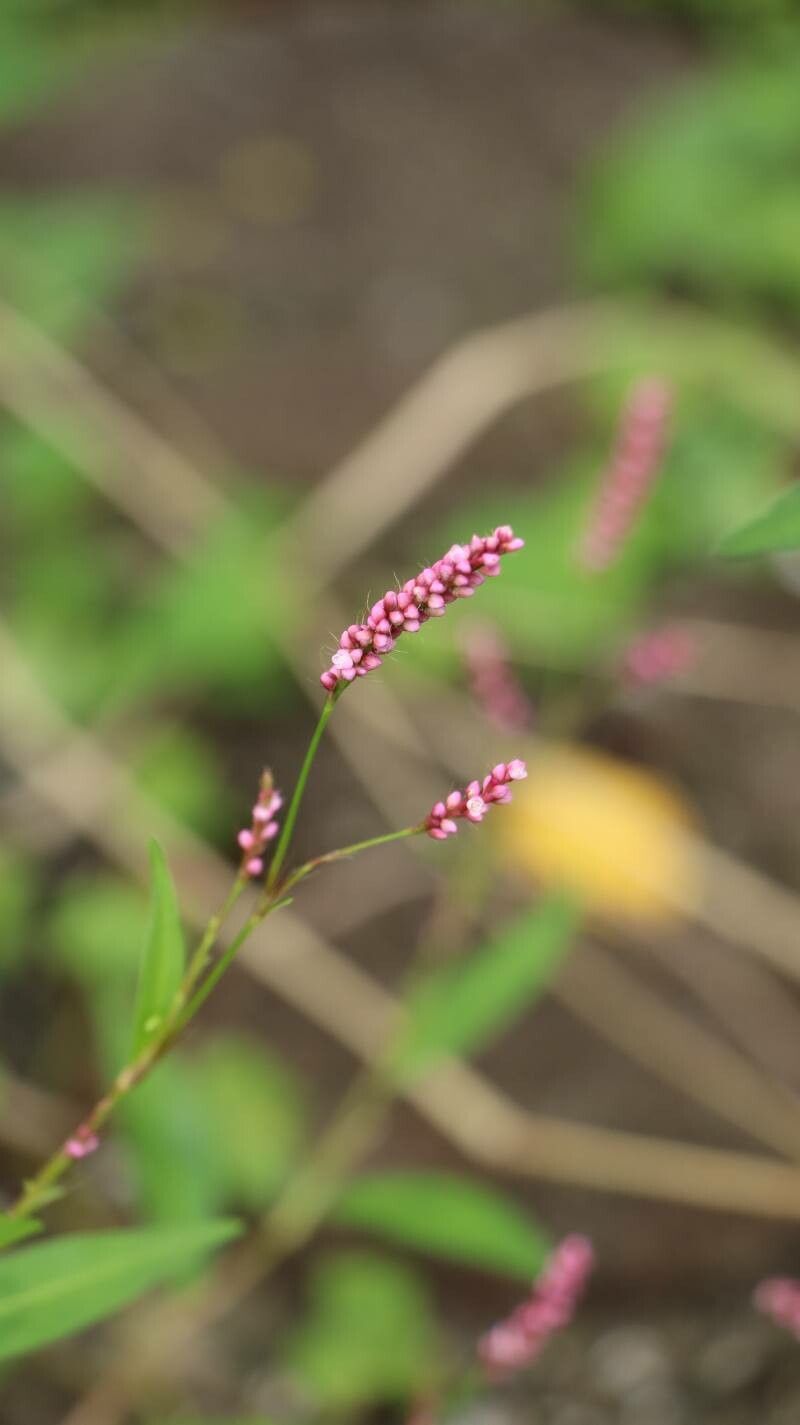 Persicaria longiseta flower