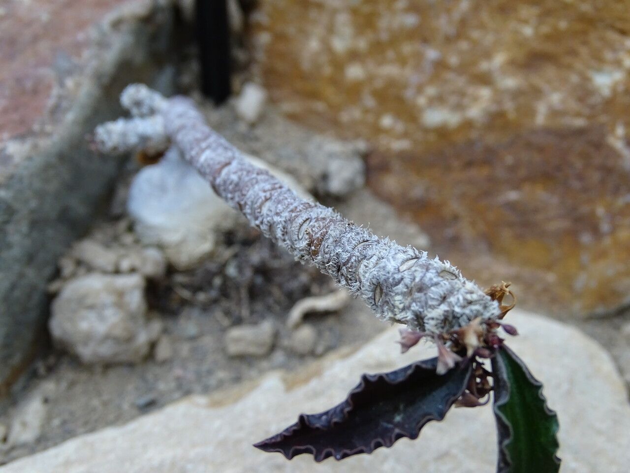 Euphorbia ambovombensis bark