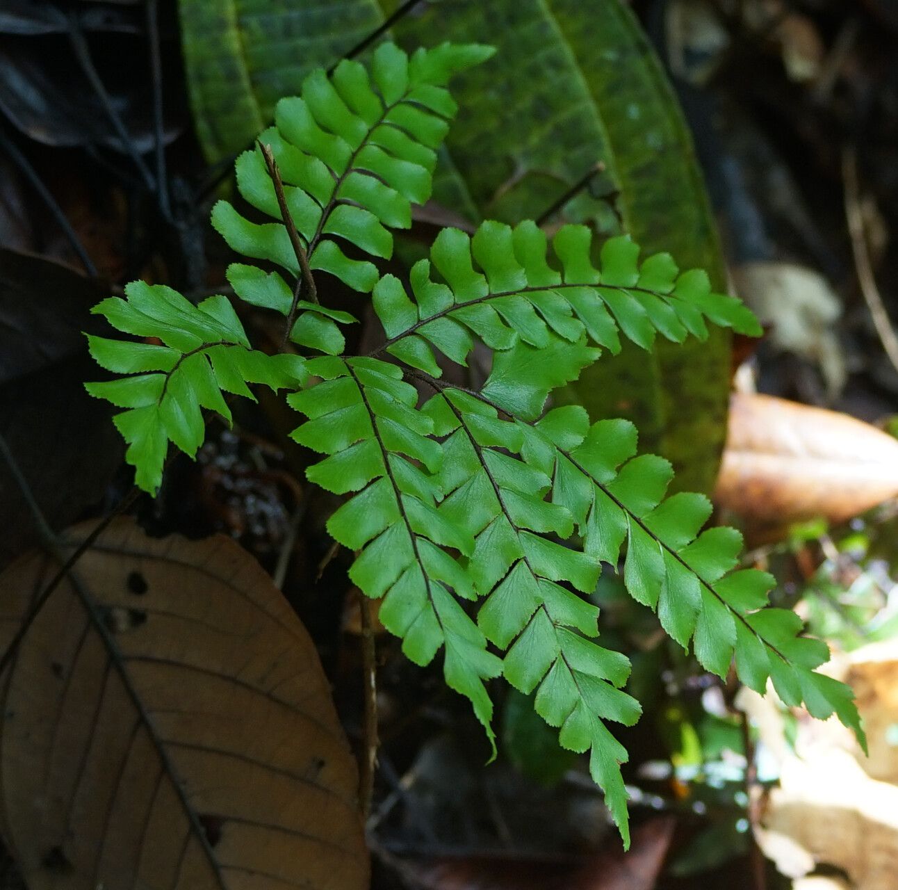 Adiantum humile — houseplant care guide