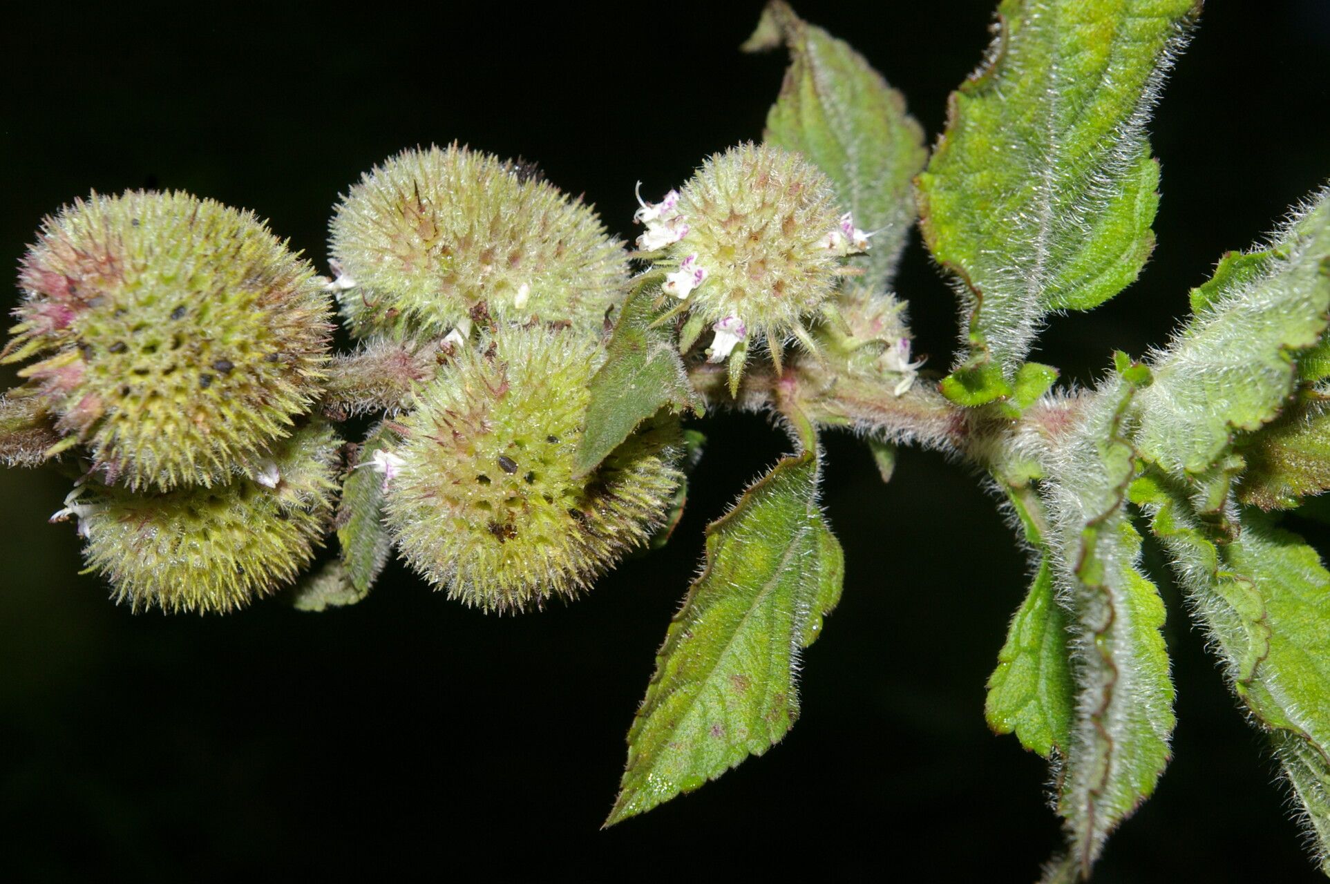 Hyptis sinuata habit