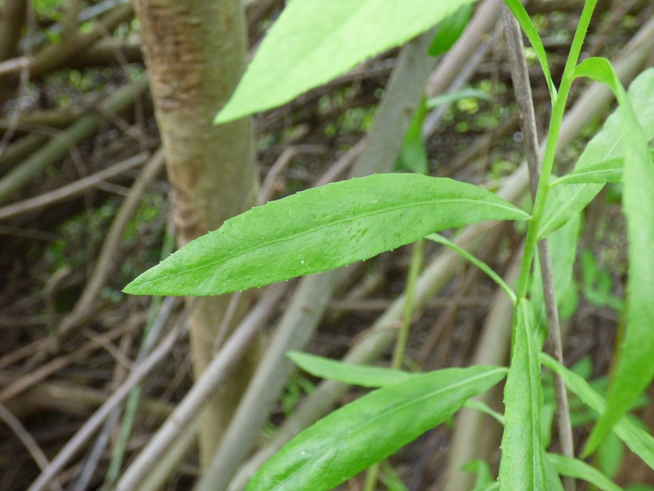 Pluchea rufescens leaf