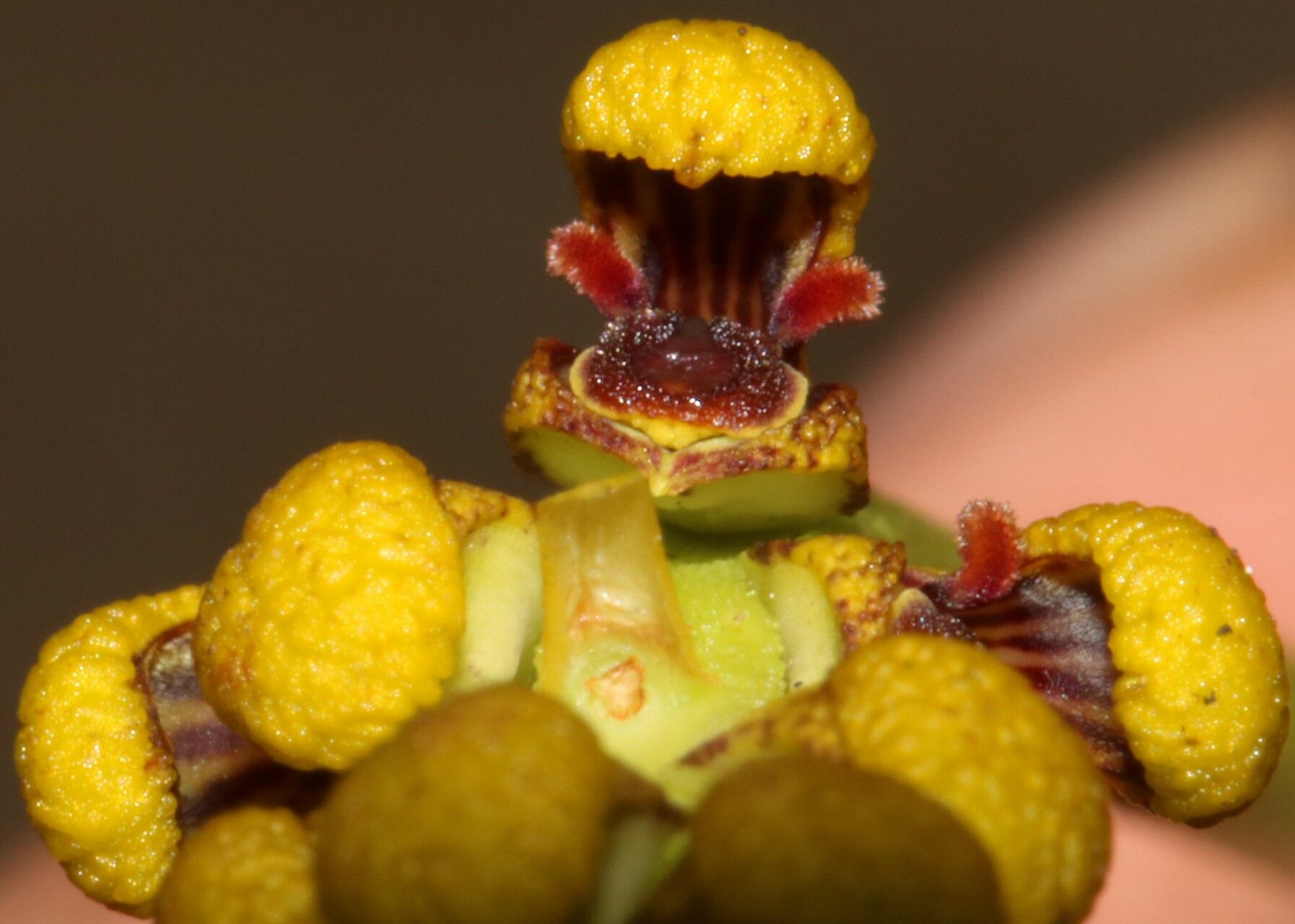 Bulbophyllum masoalanum flower