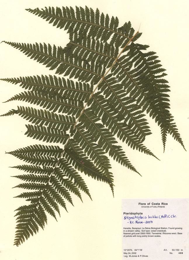 Stigmatopteris lechleri other