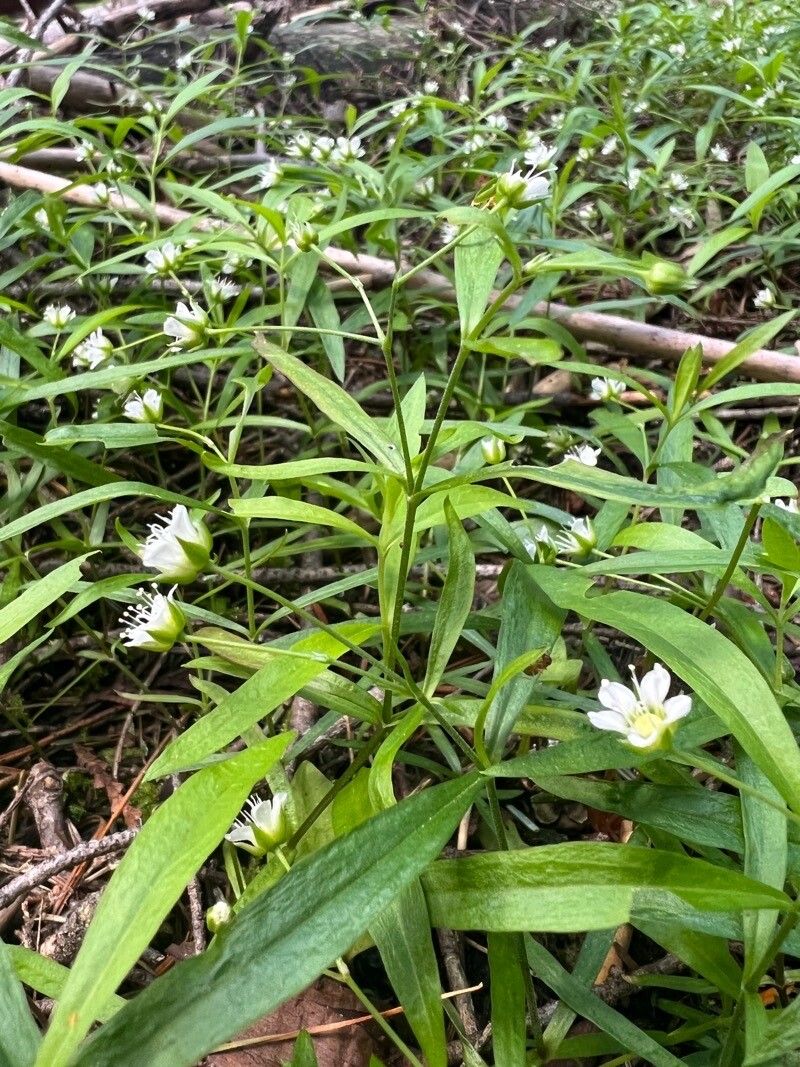 Moehringia macrophylla flower
