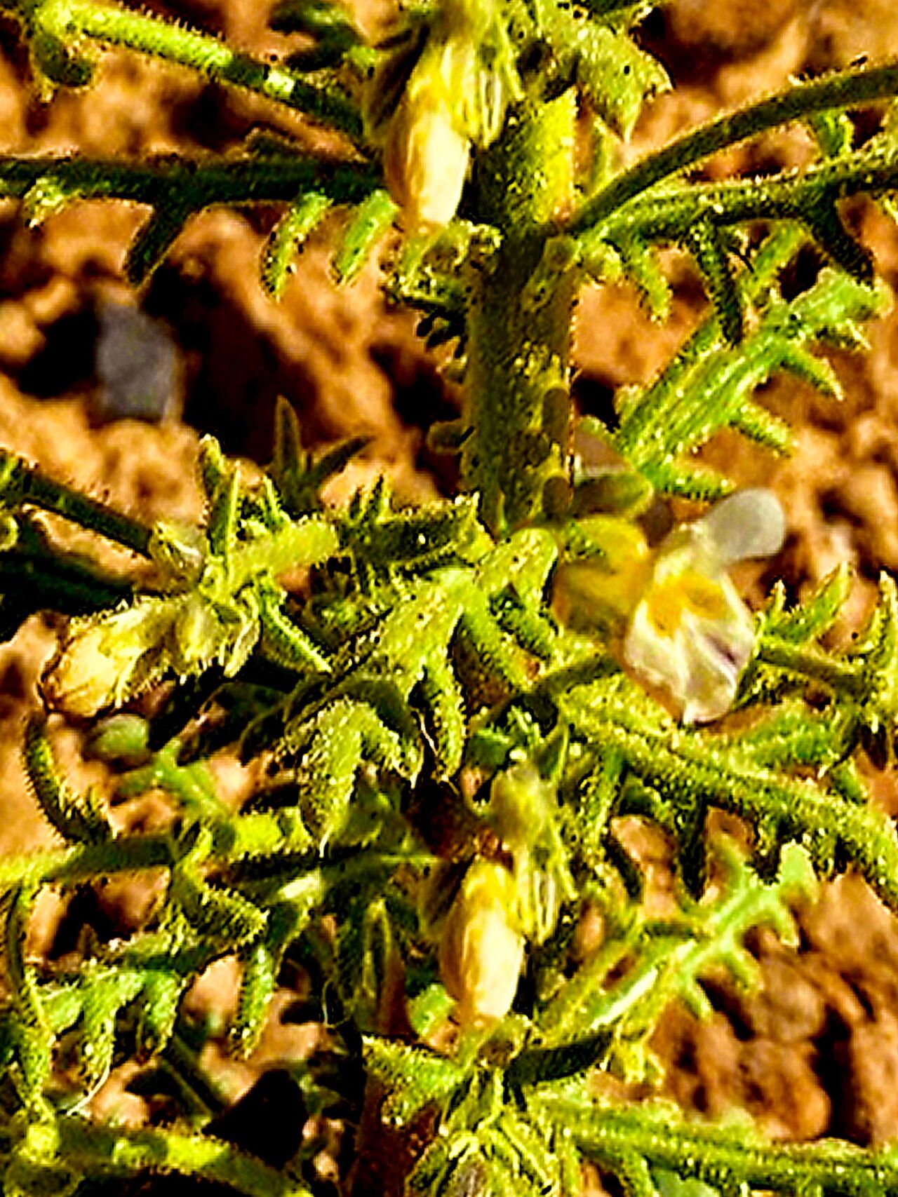 Aliciella stenothyrsa — search result for 'Gilia'