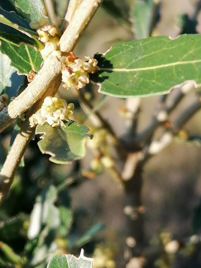 Phillyrea media flower