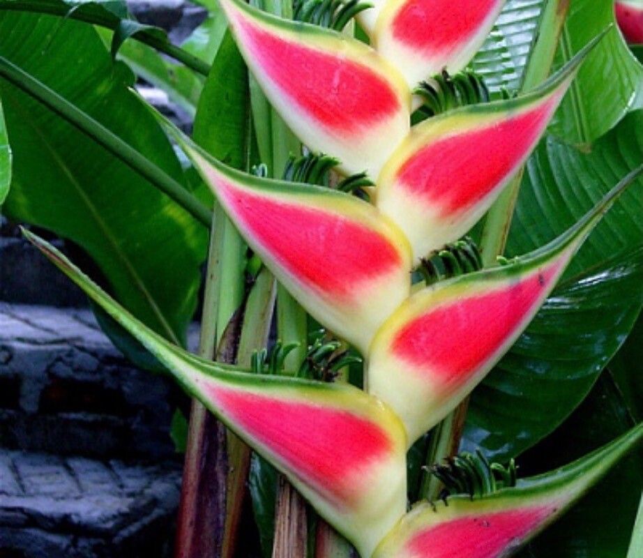 Heliconia wagneriana flower