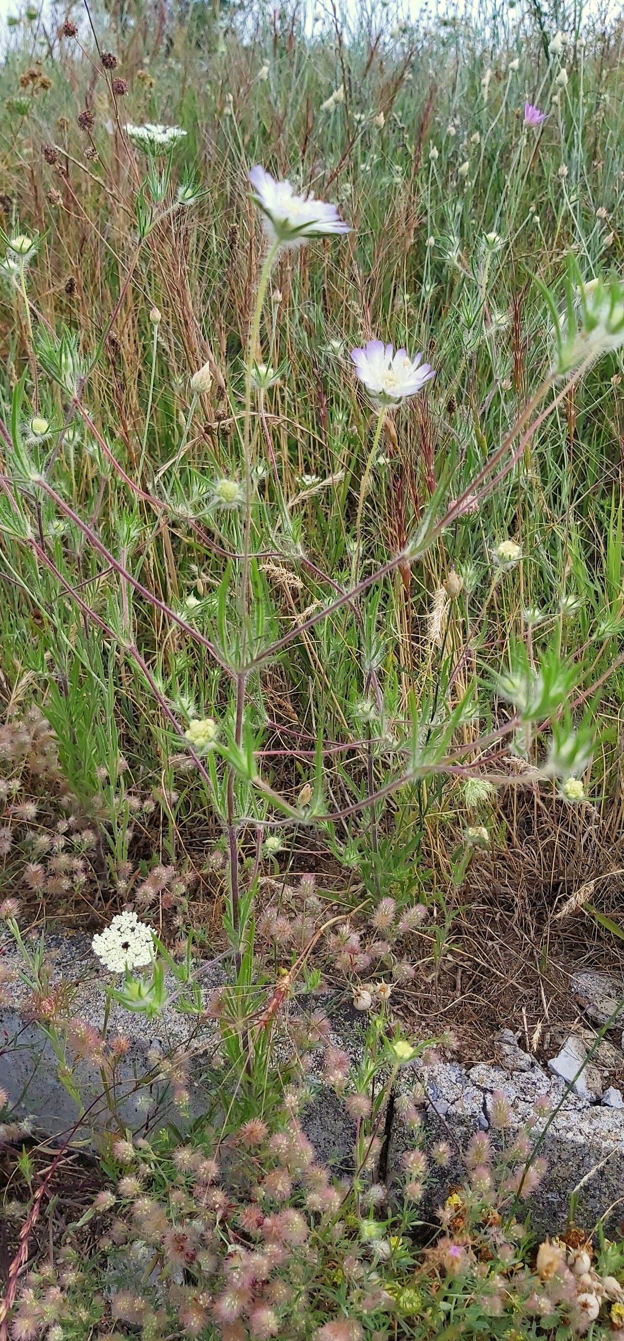 Scabiosa hispidula habit