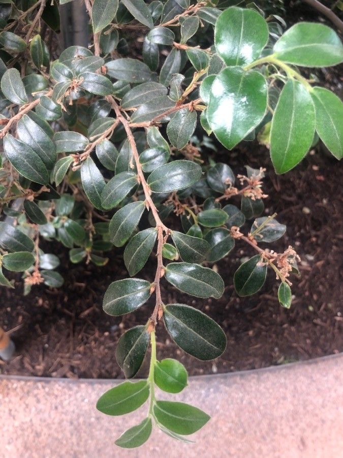 Diospyros whyteana — houseplant care guide