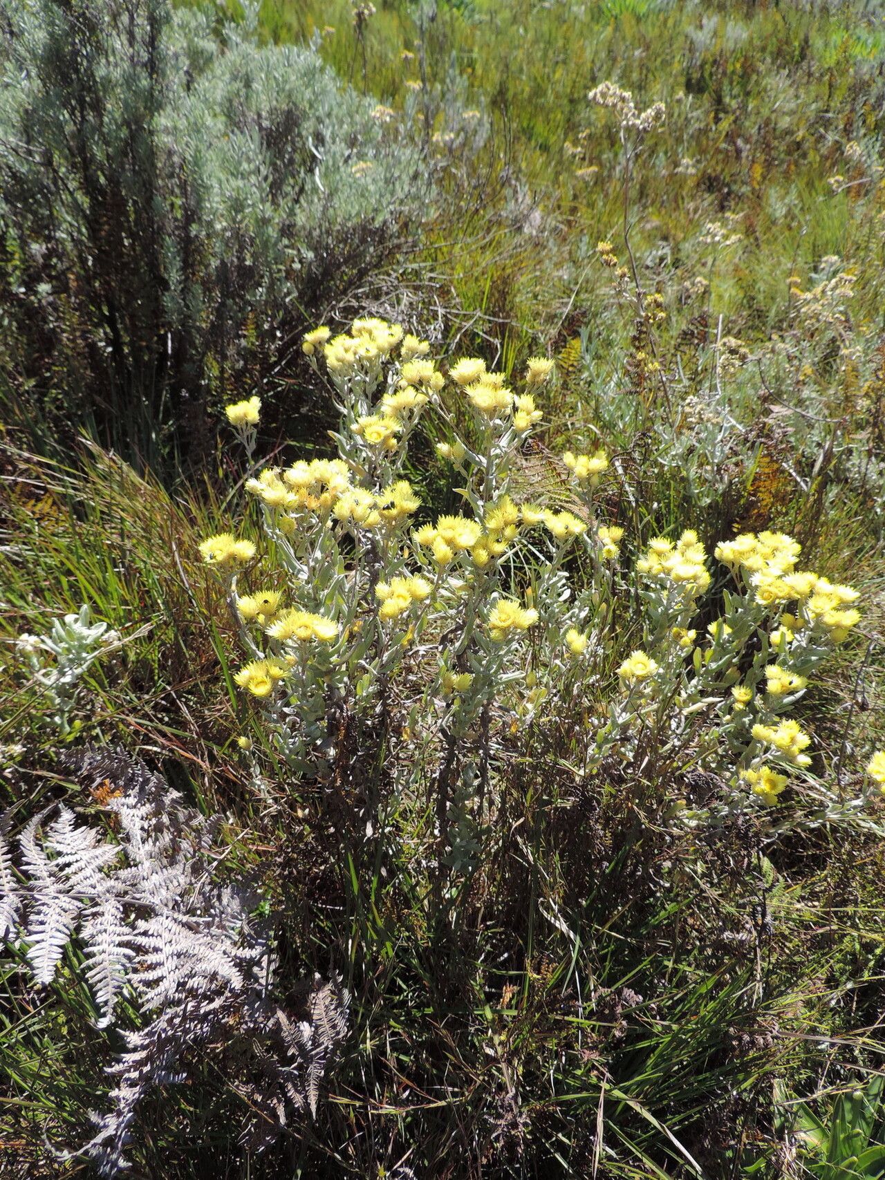 Helichrysum buchananii habit