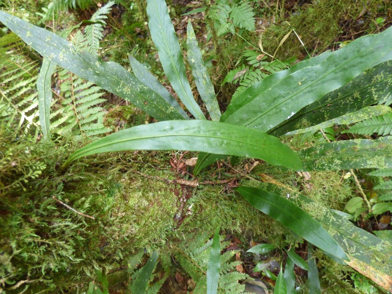 Loxogramme lanceolata — related species from the same genus