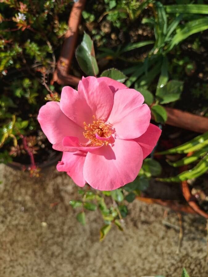 Rosa cinnamomea flower