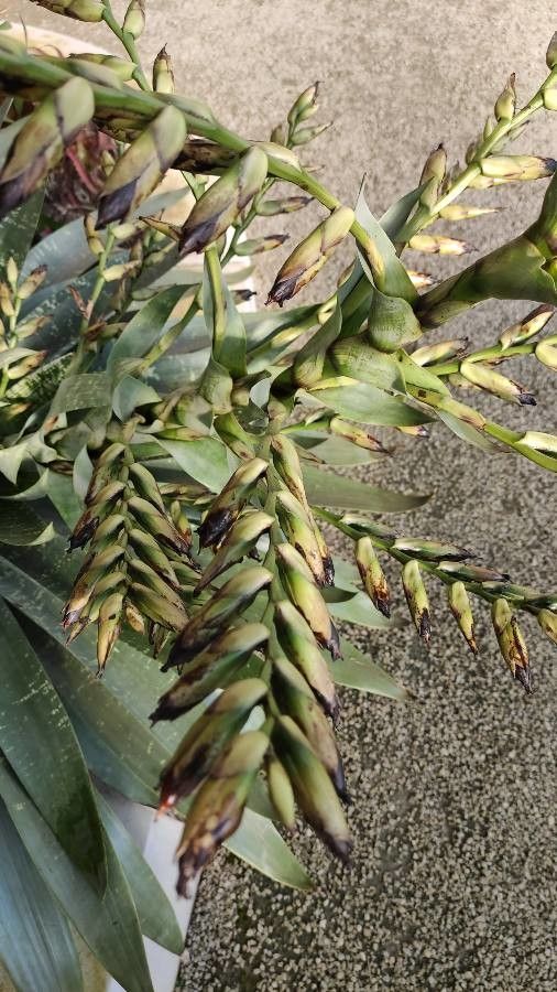 Vriesea gigantea flower