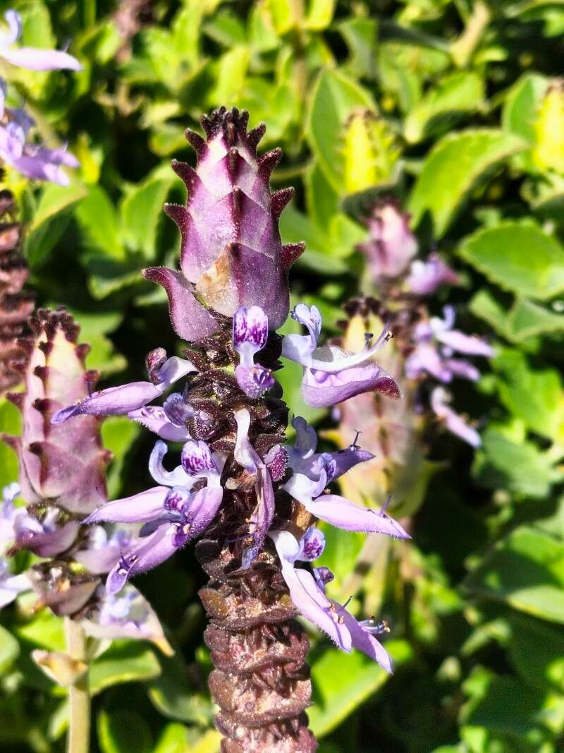 Plectranthus neochilus flower
