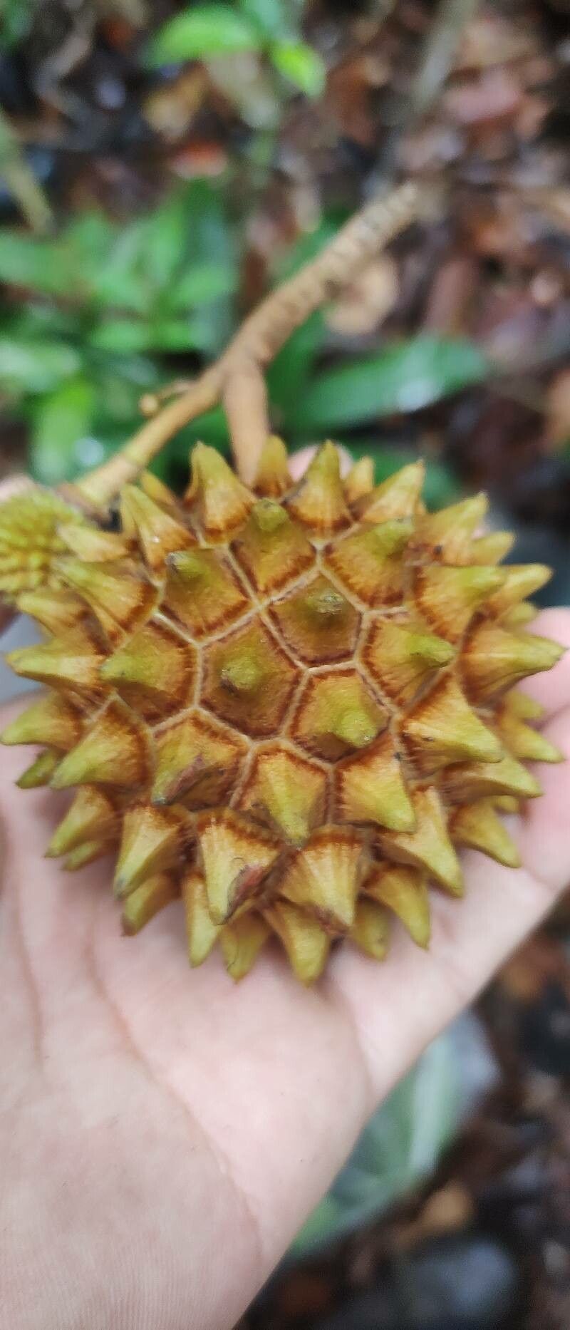 Duguetia stelechantha — houseplant care guide