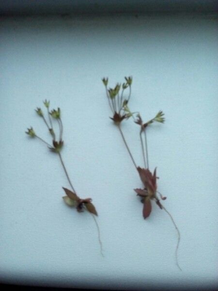 Androsace elongata other