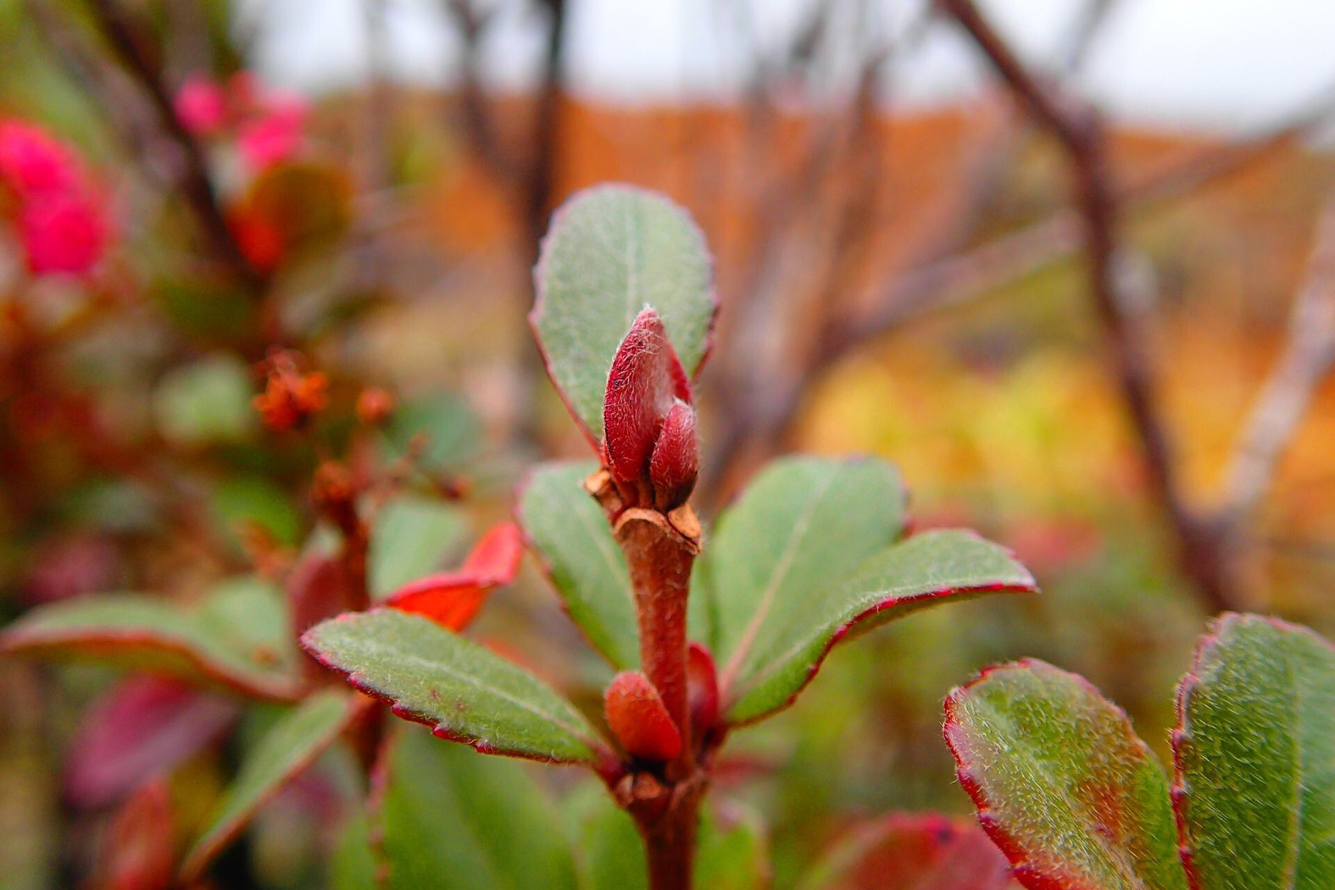 Cunonia lenormandii — houseplant care guide
