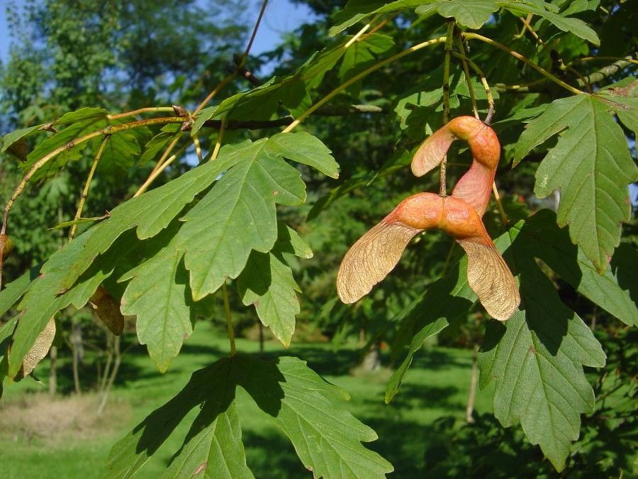 Acer heldreichii fruit