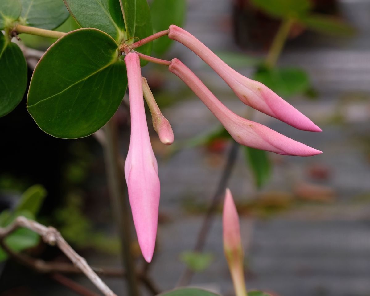 Rhododendron orbiculatum — houseplant care guide