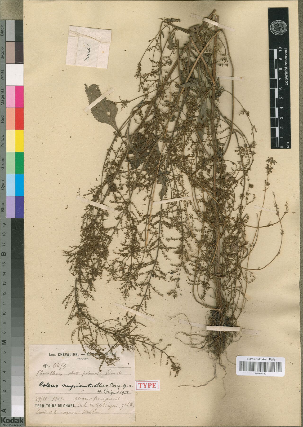 Coleus myrianthellus — houseplant care guide