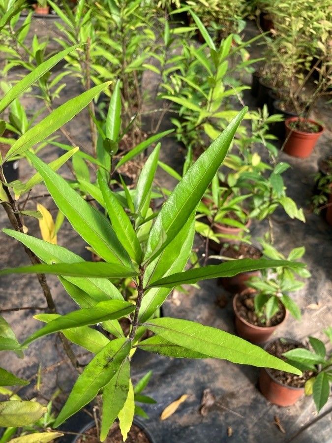 Justicia gendarussa — search result for 'Acanthaceae'