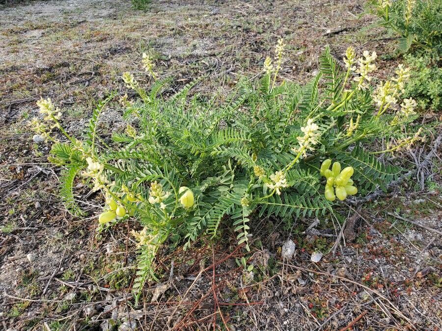 Astragalus pomonensis — houseplant care guide