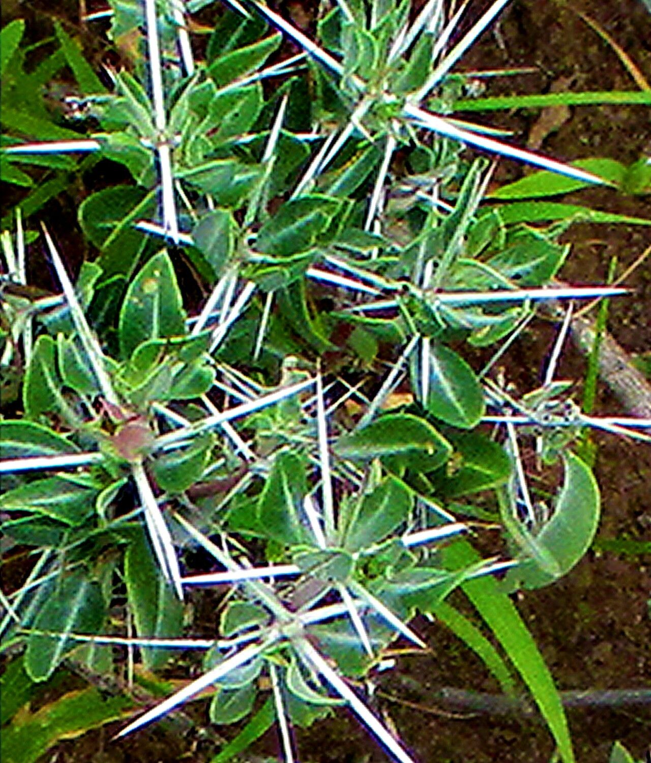 Blepharis petalidioides — houseplant care guide