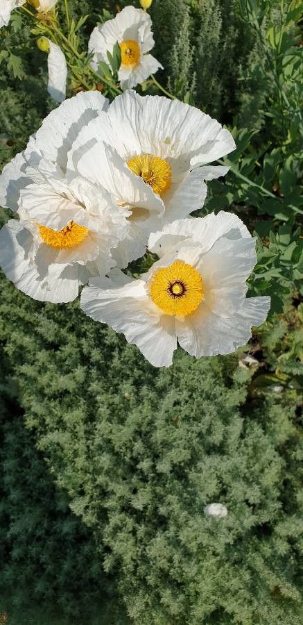 Romneya coulteri flower