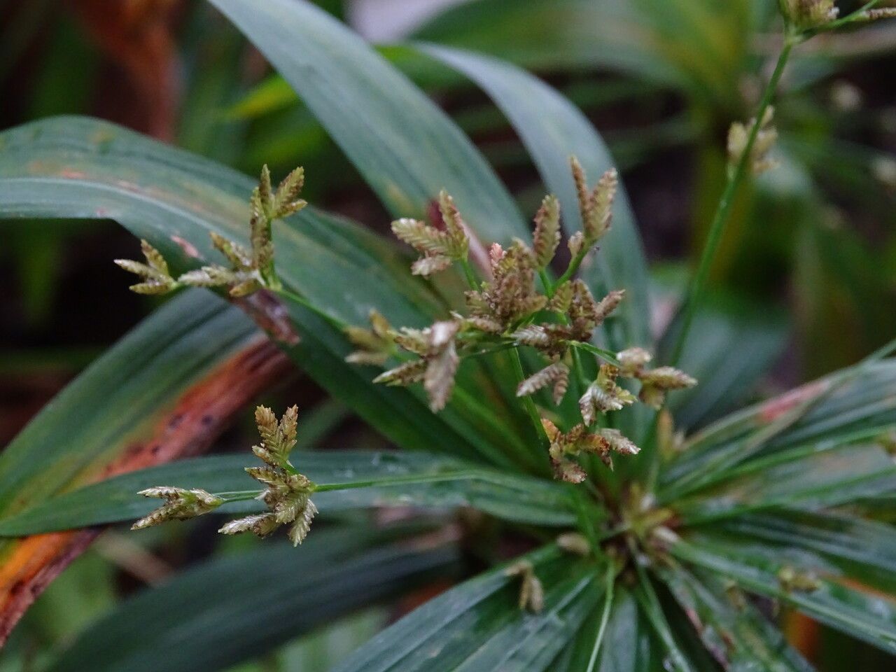Cyperus mindorensis flower