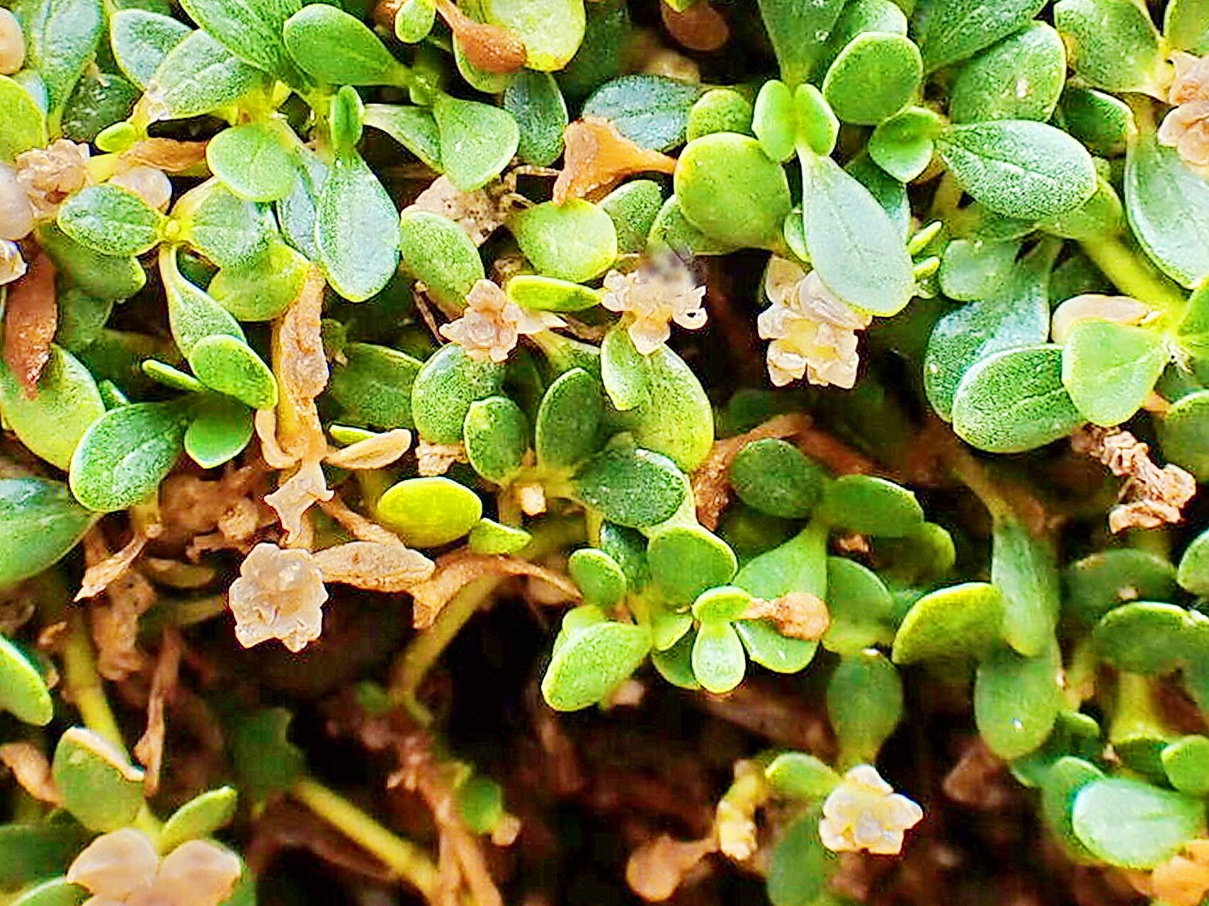 Gomphrena wrightii — search result for 'Gomphrena'