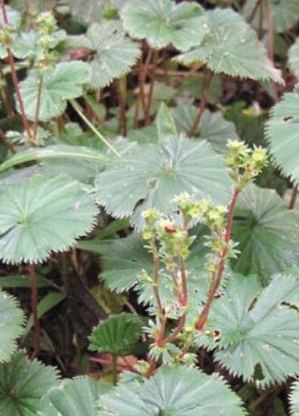 Alchemilla flabellata leaf