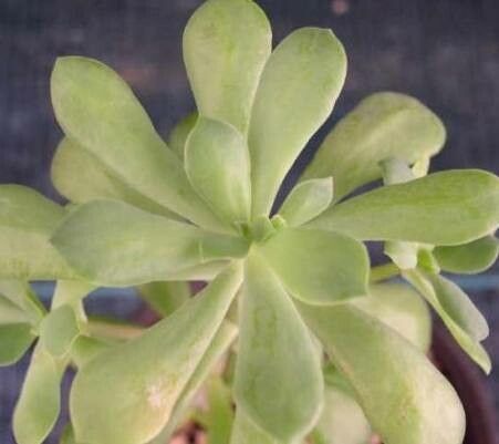 Graptopetalum fruticosum leaf