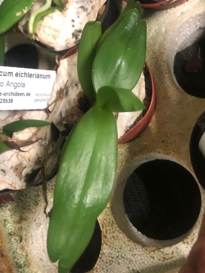 Angraecum eichlerianum — houseplant care guide
