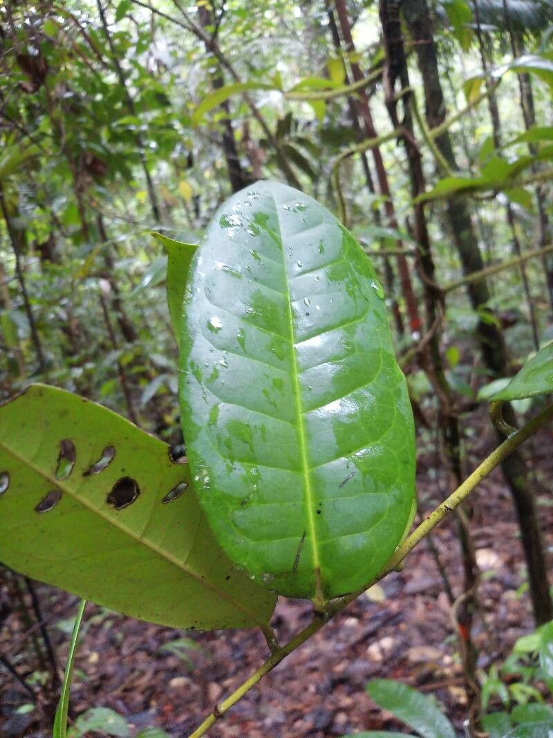 Guatteria scandens — houseplant care guide