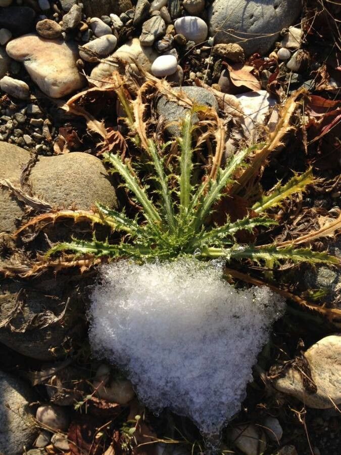 Cirsium spinosissimum — search result for 'Germany'