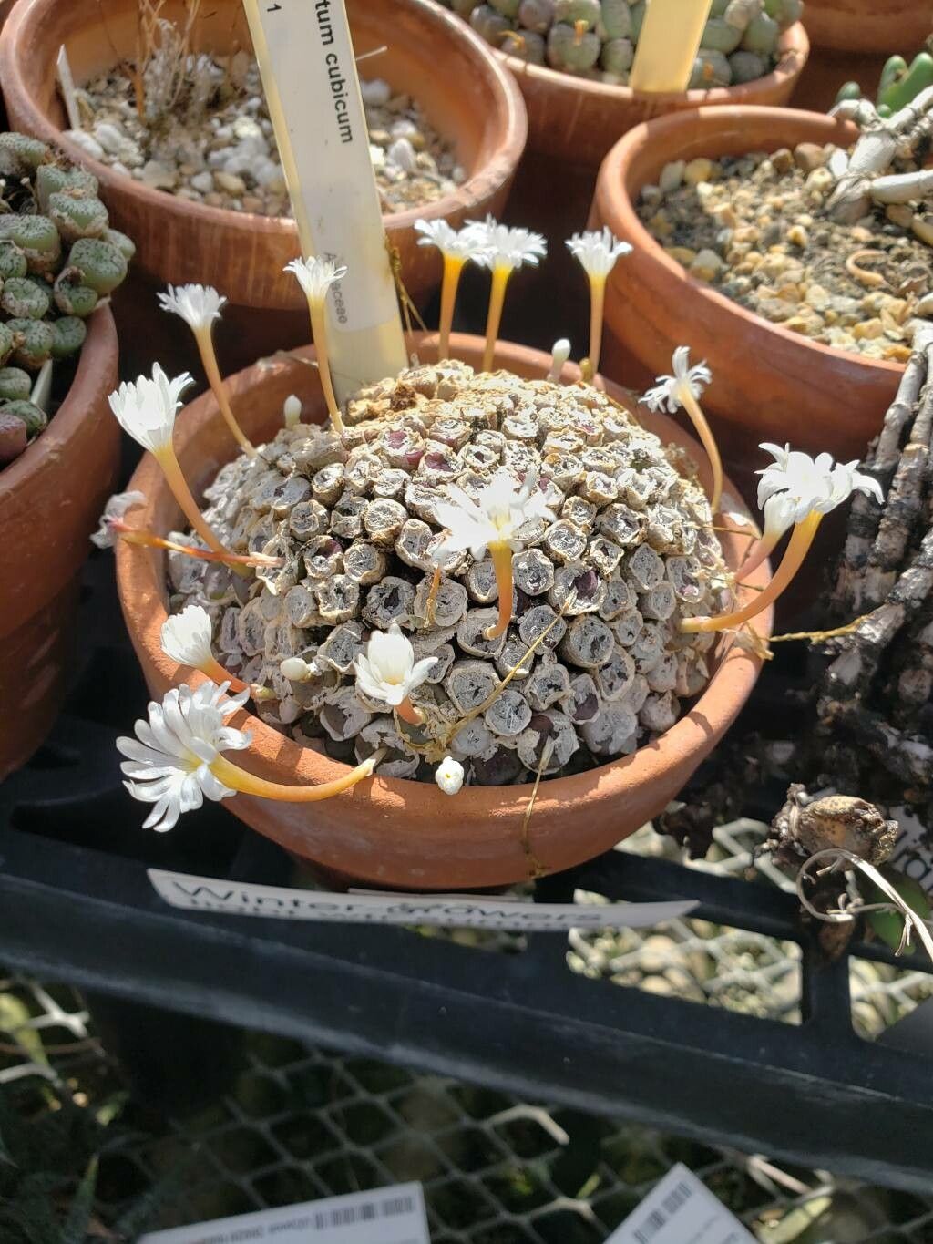 Conophytum cubicum habit