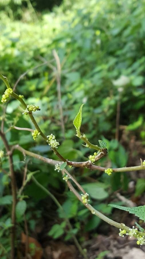 Boehmeria nivea fruit