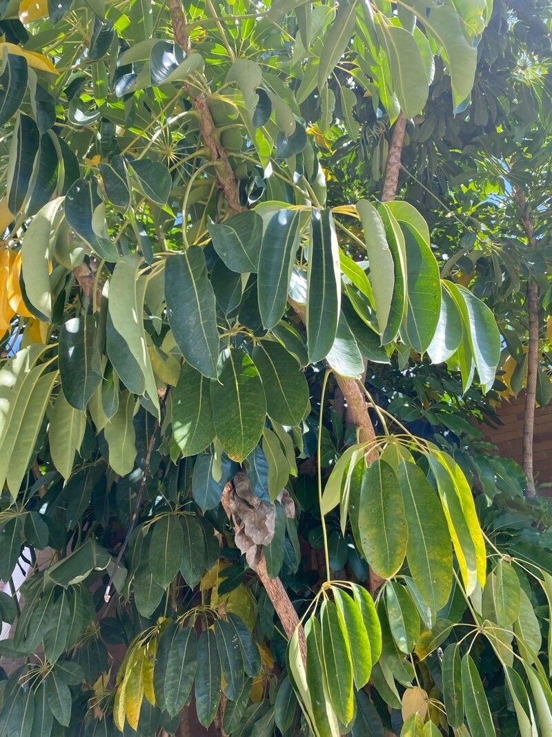 Brassaia actinophylla leaf