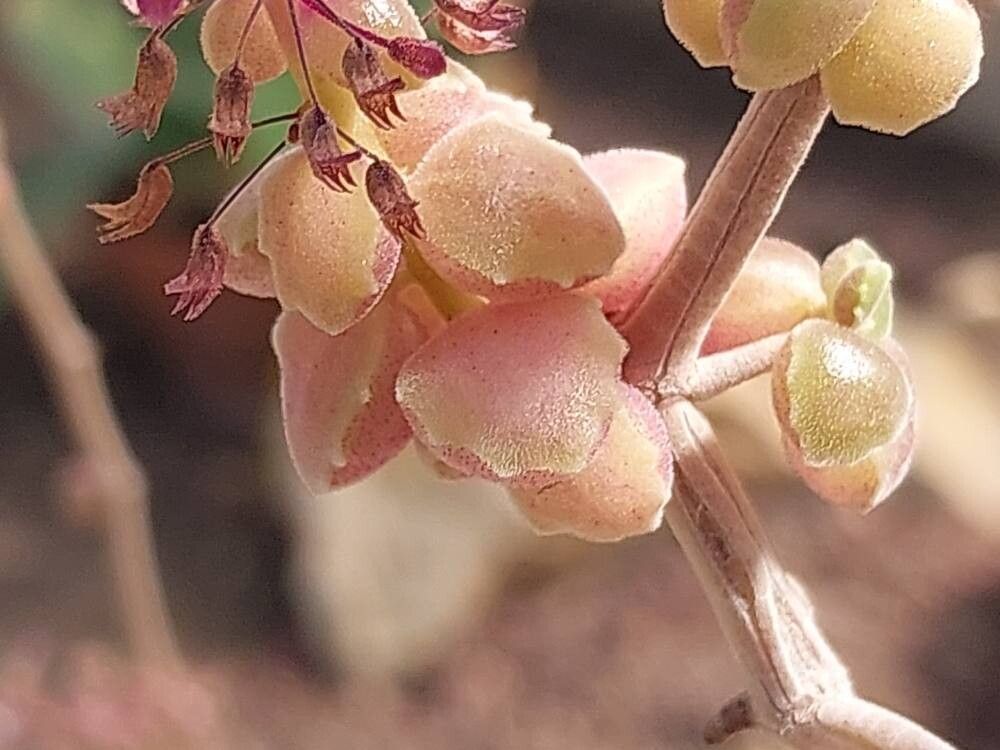 Coleus prostratus fruit
