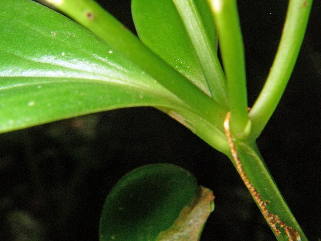 Peperomia vueltasana bark