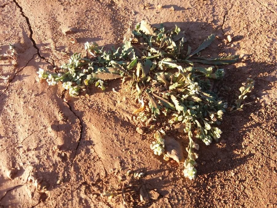 Lepidium navasii flower